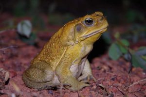 Sapos de caña’ (Rhinella marina) en Australia - Sapos de caña’ (Rhinella marina) en Australia