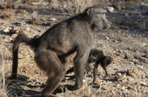 primates - primates