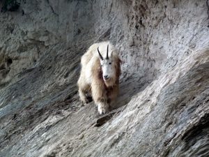 China declara ilegales las criptomonedas, Implantan con éxito corazón artificial en una mujer, Cabra montesa ataca a oso grizzly matándolo con sus cuernos, estas y otras noticias que quizá te perdiste la semana pasada 5 -