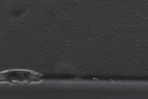 Tardígrados caminan de forma similar - Tardígrados caminan de forma similar