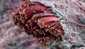 Crean fibras musculares biocompatibles - Crean fibras musculares biocompatibles