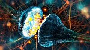 Oxitocina podría reducir - Oxitocina podría reducir