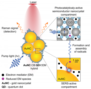 Observan caminar de los tardígrados, Estrellas devoran sus planetas, Descubren nueva isla más septentrional del mundo, estas y otras noticias que quizá te perdiste la semana pasada 6 -