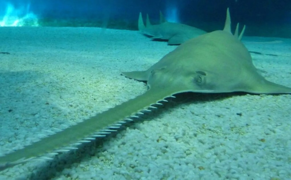 animales extraños - animales extraños