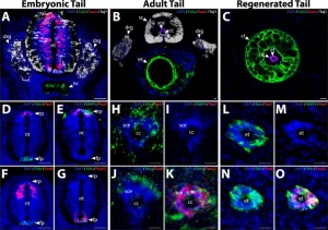 Descubren terapia con capacidad - Descubren terapia con capacidad