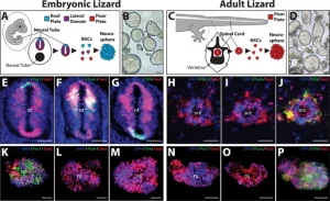 Descubren terapia con capacidad - Descubren terapia con capacidad