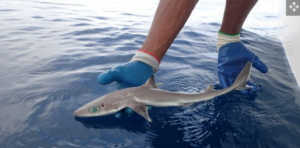 tiburones - tiburones