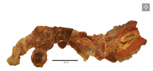 tiburones - tiburones