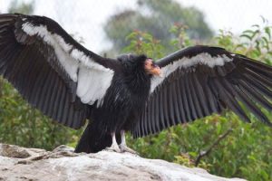 Nacen 2 polluelos de cóndor - Nacen 2 polluelos de cóndor