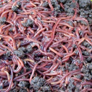 Leche de lombriz: podría ser clave para retrasar el envejecimiento. 4 Leche de lombriz - Leche de lombriz