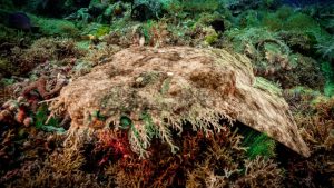 tiburones - tiburones