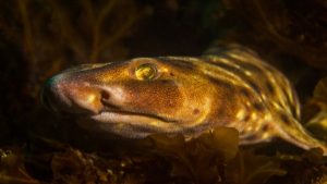 tiburones - tiburones