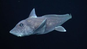 tiburones - tiburones