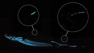 tiburones - tiburones