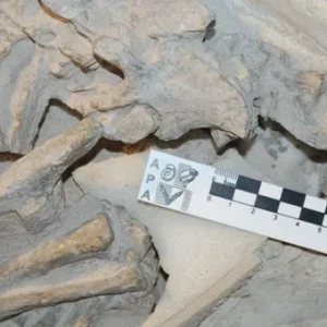 Descubren zona con más de cien huevos de dinosaurio, en Argentina. 4 Descubren zona con más - Descubren zona con más