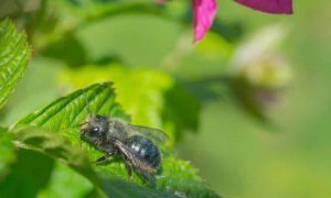 Pesticidas pueden llegar a afectar - Pesticidas pueden llegar a afectar