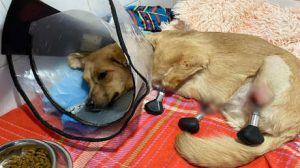 Por primera vez implantan 4 - Por primera vez implantan 4