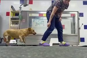 Por primera vez implantan 4 - Por primera vez implantan 4