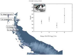 Plumaje de pingüinos en Antártida - Plumaje de pingüinos en Antártida