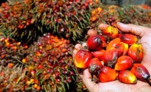 Ácido presente en aceite de palma, tiene influencia en metástasis. 2 Ácido presente en aceite de palma - Ácido presente en aceite de palma