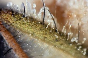 Hongo impulsa necrofilia en ejemplares machos de moscas domésticas. 1 Hongo impulsa necrofilia en ejemplares - Hongo impulsa necrofilia en ejemplares