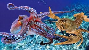 Pulpos, langostas y cangrejos, serán reconocidos como seres sensibles. 3 Pulpos langostas y cangrejos serán - Pulpos langostas y cangrejos serán