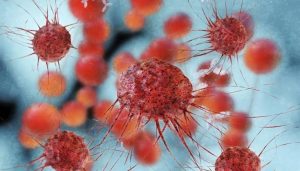 Plantas utilizadas por aborígenes australianos, podrían combatir el cáncer. 4 Plantas utilizadas por aborígenes - Plantas utilizadas por aborígenes