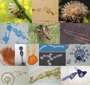 Hongo impulsa necrofilia en ejemplares machos de moscas domésticas. 2 Hongo impulsa necrofilia en ejemplares - Hongo impulsa necrofilia en ejemplares