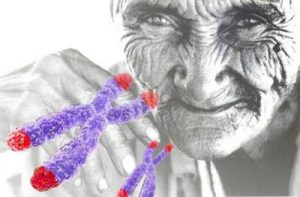 Crean novedoso método para la eliminación de células senescentes. 1 Crean novedoso método - Crean novedoso método