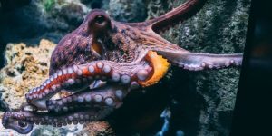 Pulpos, langostas y cangrejos, serán reconocidos como seres sensibles. 2 Pulpos langostas y cangrejos serán - Pulpos langostas y cangrejos serán