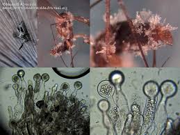 Hongo impulsa necrofilia en ejemplares machos de moscas domésticas. 3 Hongo impulsa necrofilia en ejemplares - Hongo impulsa necrofilia en ejemplares