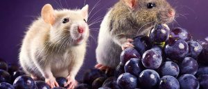 Componente en semilla de uva, elimina células senescentes. 3 Componente en semilla de uva - Componente en semilla de uva