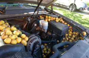 Ardillas almacenan más de 100 kilogramos de nueces en automóvil. 2 Ardillas almacenan más de 100 kilogramos - Ardillas almacenan más de 100 kilogramos