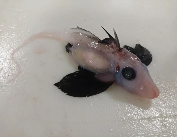 Uno de los animales más extraños de la Tierra más recientemente descubiertos.