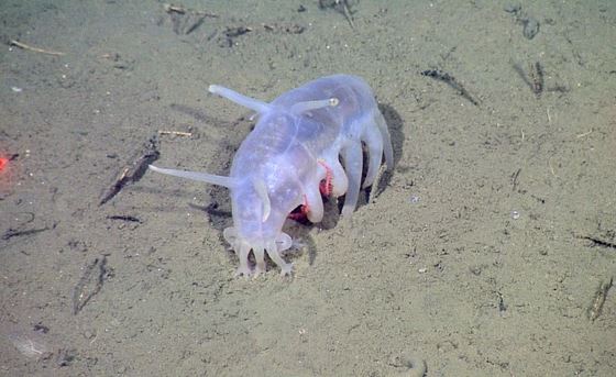 El cerdo de mar uno de los animales mas extraños de la Tierra.