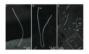 Descubren bacteria de 1 cm, observable a simple vista. 2 Bacteria - Bacteria