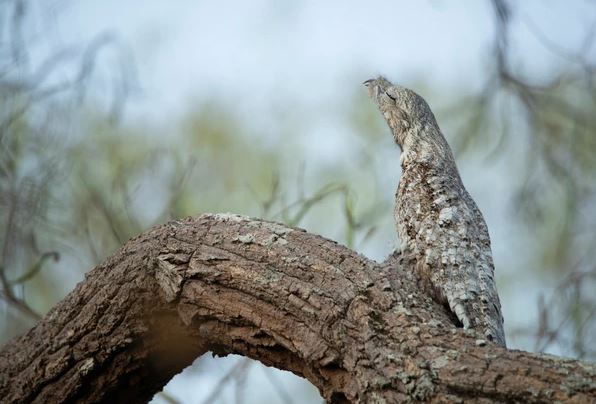 animales más extraños de la Tierra - animales más extraños de la Tierra