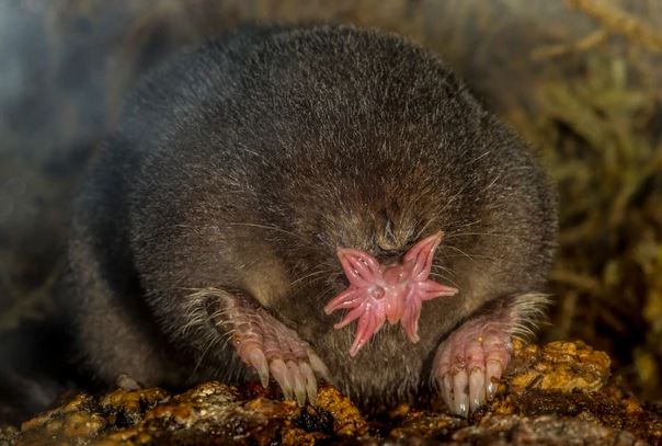 animales más extraños de la Tierra - animales más extraños de la Tierra