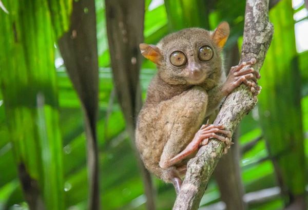 animales más extraños de la Tierra - animales más extraños de la Tierra