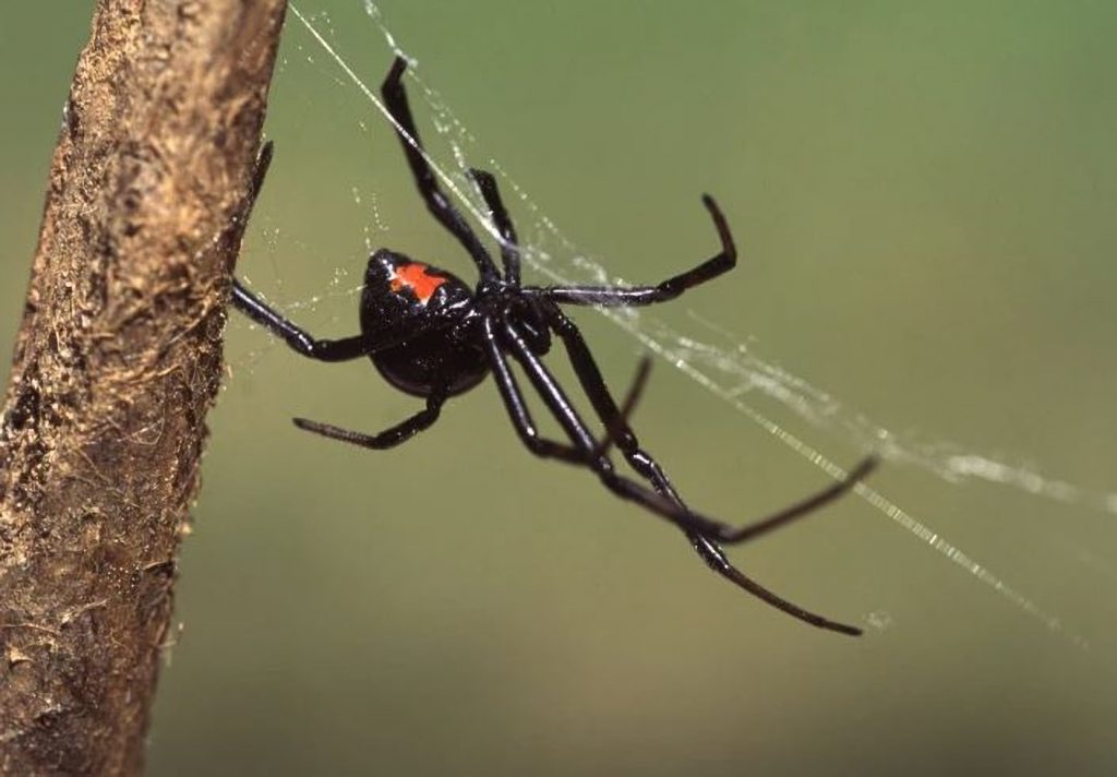 Niños intentaron tener superpoderes dejándose picar por viuda negra 1 -