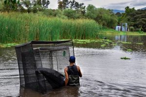 Reintroducción exitosa del pez picote tequila