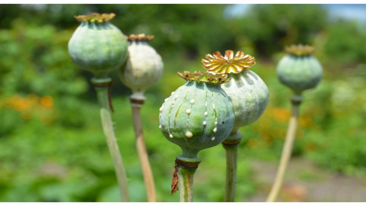 Papaver somniferum, planta de donde salen medicamentos derivados de venenos como morfina y codeína.