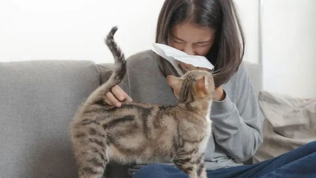 Gatos hipoalergénicos eliminando los genes de la proteína que causa alergias