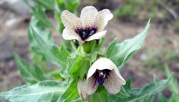 Medicamentos derivados de venenos - Medicamentos derivados de venenos