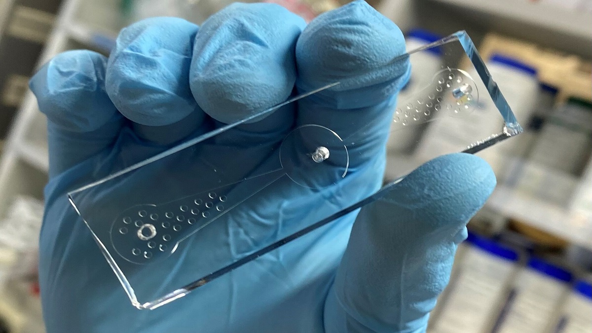 Científico enseñando el dispositivo gusano en un chip para ayudar en el diagnóstico de cáncer de pulmón