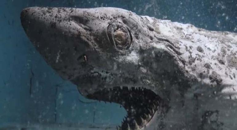 tiburón momificado