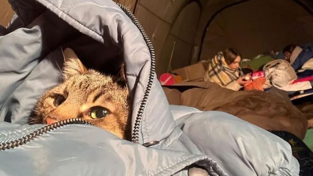 Stepan el gato más famoso de Ucrania, escapó de la guerra a un lugar seguro 1 Stepan el gato más famoso de Ucrania, logró salir sano y salvo.