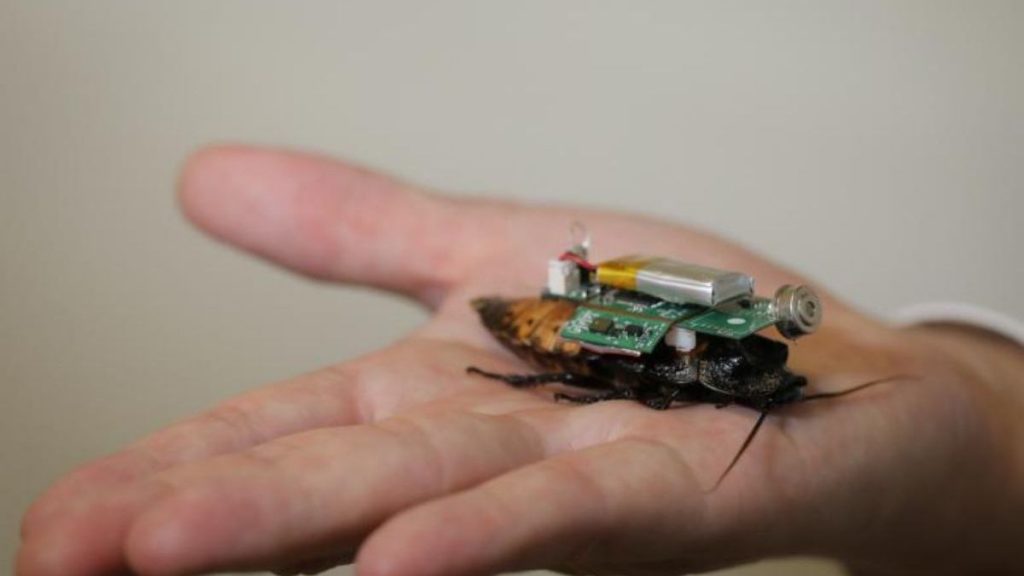 Crean cucarachas ‘cyborgs’ con capacidad de realizar búsquedas de sobrevivientes en edificios derrumbados. 2 -