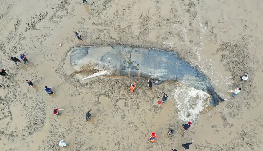Misterios del océano, sobre por que encallan las ballenas.