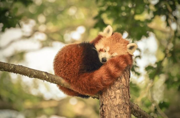 5 datos sobre el panda rojo 3 -